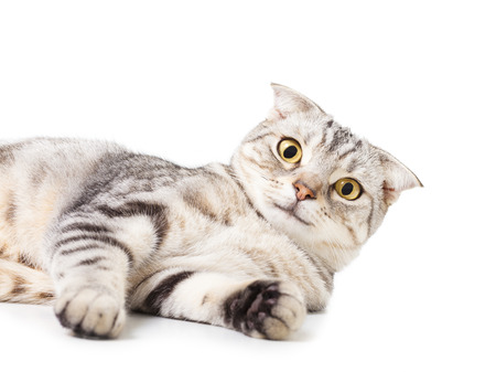 cute Cat lying on the floor. isolated over white background. Animal portraitの写真素材