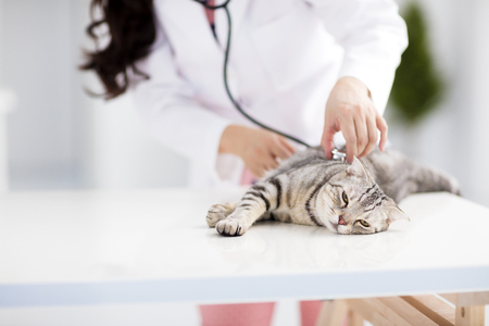 female veterinarian medical doctor with catの写真素材