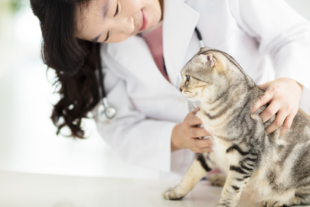 female veterinarian medical doctor with catの写真素材