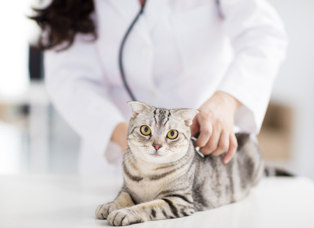 female veterinarian medical doctor with catの写真素材