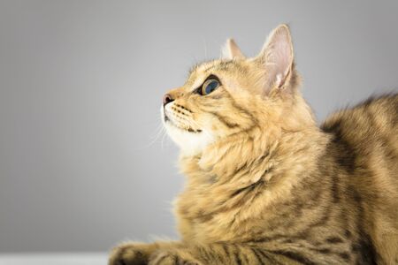   Cat looking up  in front of gray backgroundの写真素材