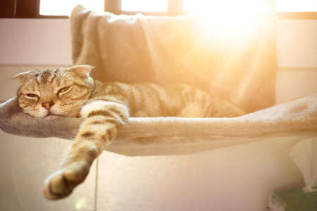 cat sleeping on the bedの写真素材