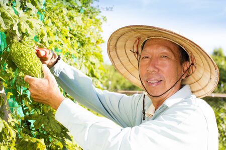 happy senior farmer working in vegetable farmの写真素材