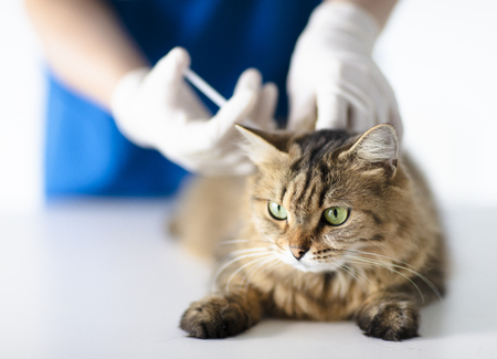 giving injection  to catの写真素材