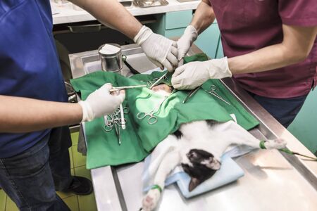 cat on the operating table and  veterinary surgeryの写真素材