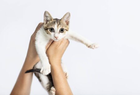 Hands holding a kitten on white backgroundの写真素材