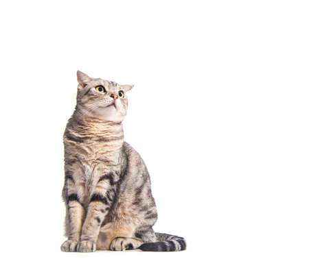 american short hair cat looking upの写真素材