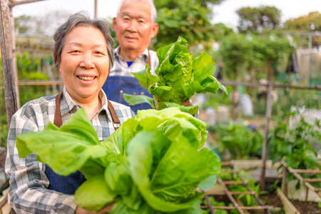 Happy senior couple farmer showing fresh green vegetable in the vegetable gardenの写真素材