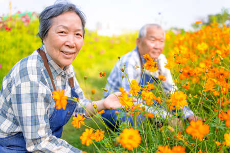 Happy senior couple farmer showing fresh green vegetable in the vegetable gardenの写真素材