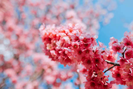 Pink sakura flowers over blue sky background