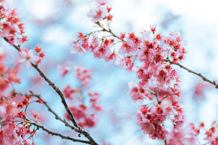 Pink sakura flowers over blue sky backgroundの写真素材