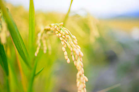 Close-up of the rice earsの写真素材