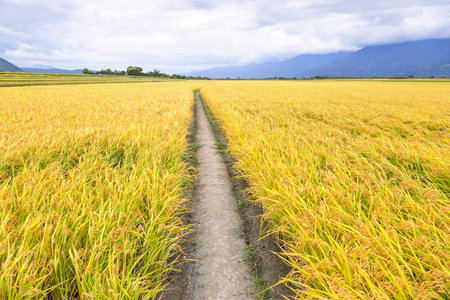 Beautiful Ripe rice field and valley at autumnの写真素材