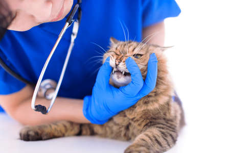 Veterinarian examining cute cat teeth in clinic