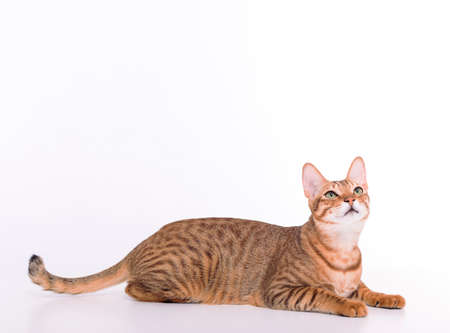 cute leopard cat looking up and isolated on white