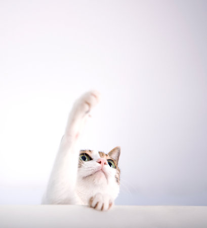 Cat trying to catch something by paws and looking up isolated on whiteの写真素材