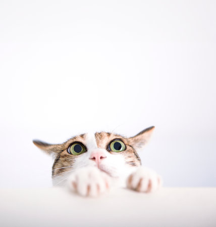 Cat put its paw on the table and look upの写真素材