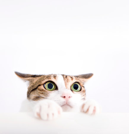 Scared Cat put its paw on the table and look up