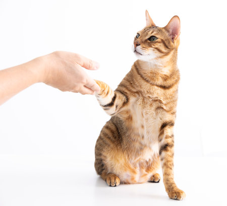 cat handshaking with people on tableの写真素材