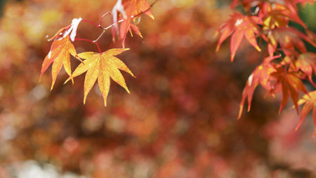 Red and orange maple leavesの写真素材