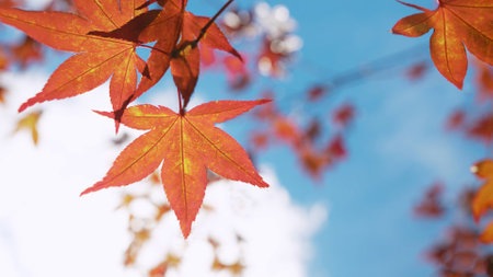 Red and orange maple leavesの写真素材
