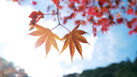 Red and orange maple leavesの写真素材