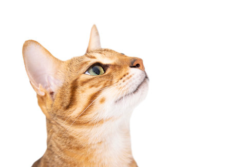 Cat looking up and isolated on whiteの写真素材