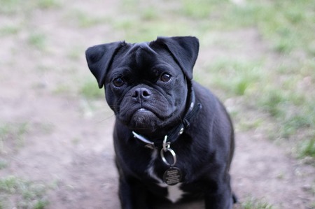 Dog in garden bokehの写真素材