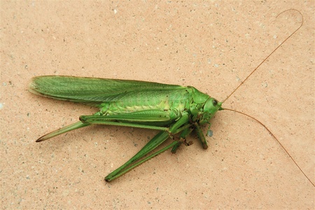 vibrant green grasshopperの写真素材
