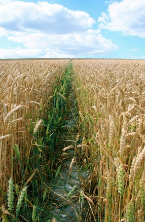 barley field under summer skyの写真素材