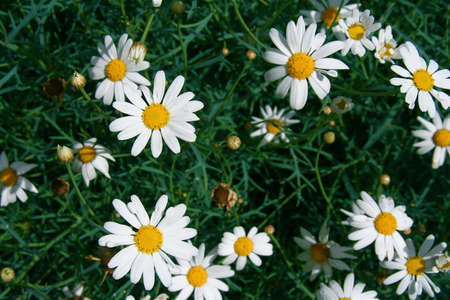 daisies in a fieldの写真素材