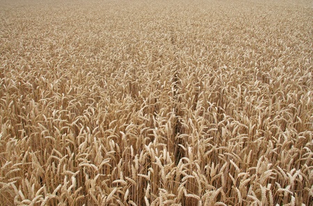 barley fieldの写真素材