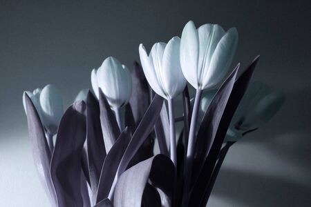 tulips in black and whiteの写真素材