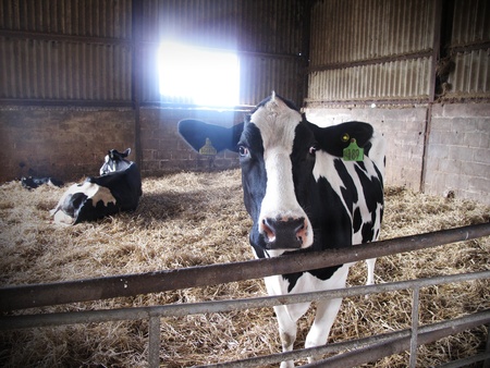 Cowの写真素材