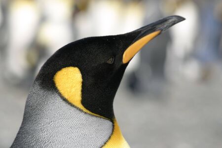 Head of Emperor penguin in South Georgia. Portrait from the right side.の写真素材