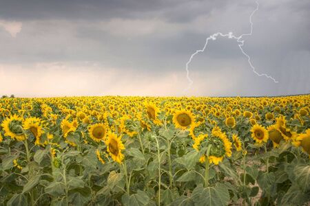 Sunflower field under storm. Cloudy sky and lightning is on it. HDR made from 5 bracketed pics.の写真素材