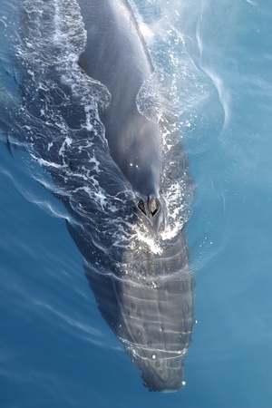 Head of humpback whale in clear waterの写真素材
