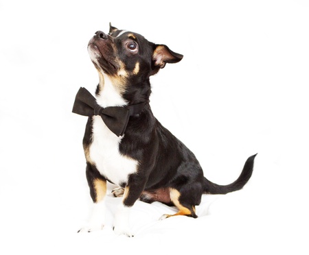 Small and cute dog wearing bow tieの写真素材