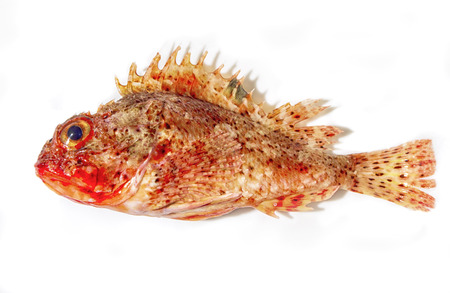 Grouper fish isolated on white background