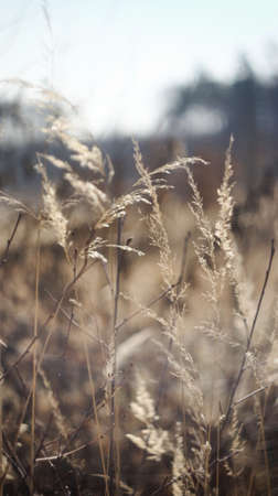 Meadow grass closeupの写真素材