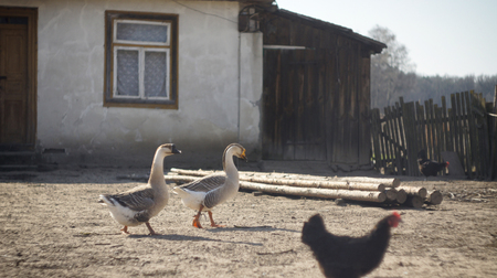 Old house on a farm with animalsのeditorial素材
