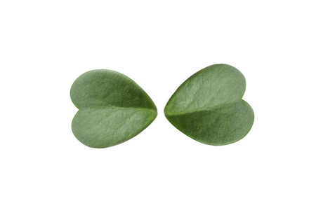green leaf and green heart ,grass on isolated and whiteの写真素材