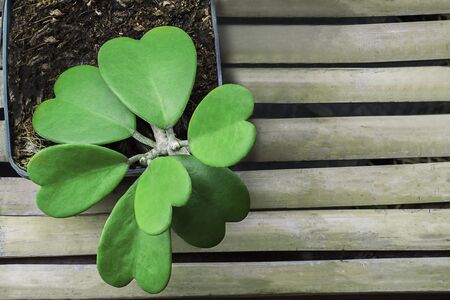 green heart leaves in  spring summer season on white background, eco Friendly and humanの写真素材