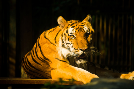 bengal tiger in forest show head and tiger see contactの写真素材