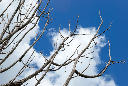Dead tree branches against blue sky