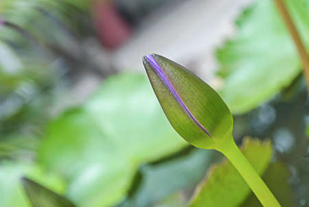 lotus budの写真素材