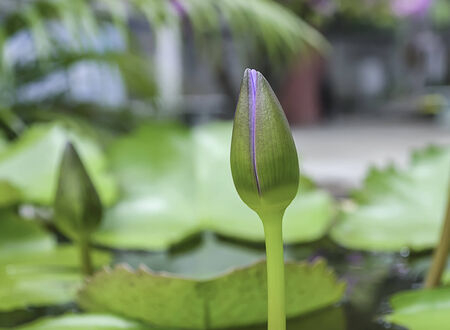 lotus budの写真素材