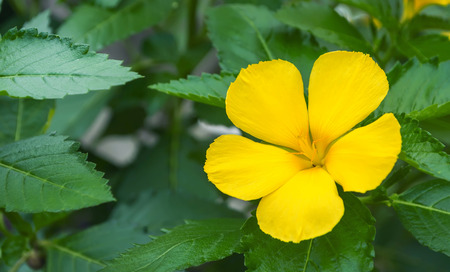 Beautiful yellow flowers in Thailand.