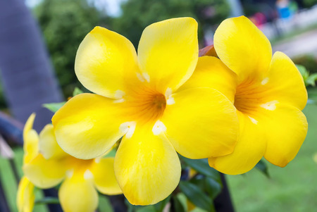 Beautiful yellow Allamandaa flowers on bush.