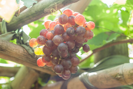 Ripe grapes in fall.